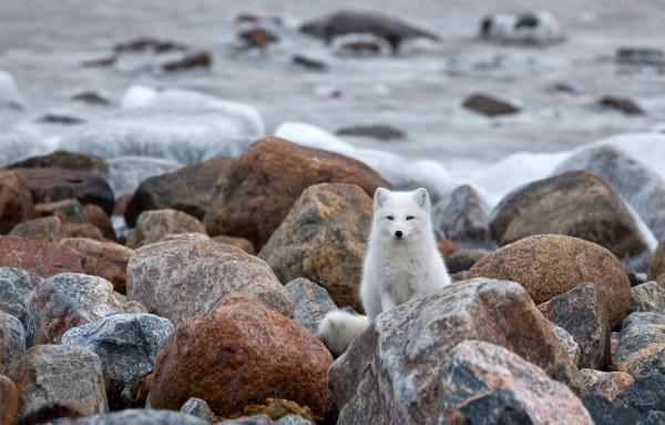 Wildlife Photography by Nikolai Zinoviev