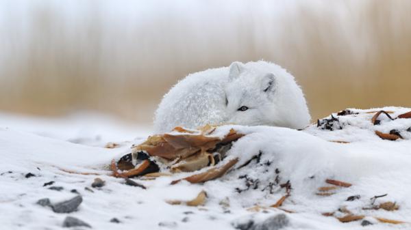 Wildlife Photography by Nikolai Zinoviev