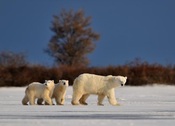 Wildlife Photography by Nikolai Zinoviev