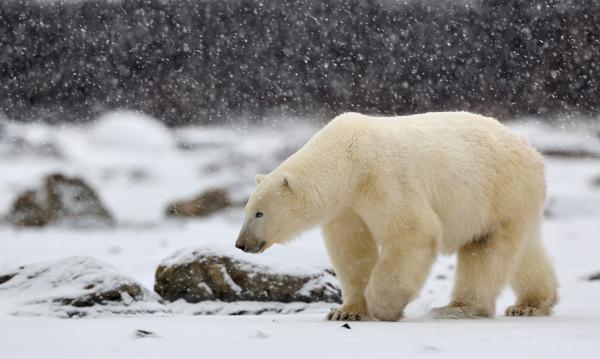 Wildlife Photography by Nikolai Zinoviev
