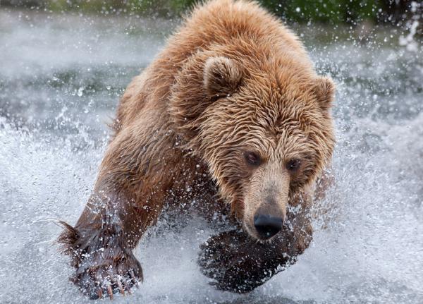 Wildlife Photography by Nikolai Zinoviev