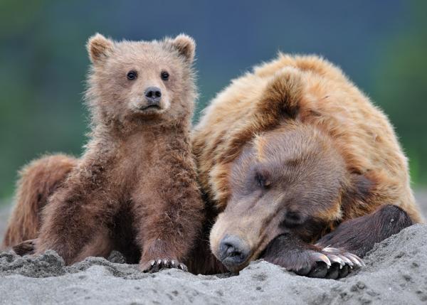 Wildlife Photography by Nikolai Zinoviev
