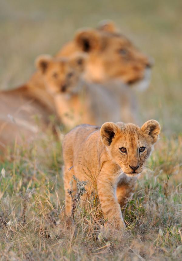 Wildlife Photography by Nikolai Zinoviev