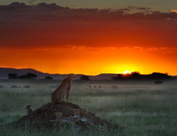 Wildlife Photography by Nikolai Zinoviev