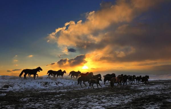 Wildlife Photography by Nikolai Zinoviev