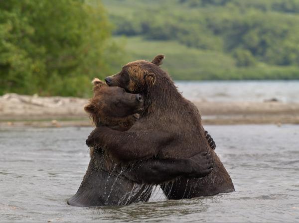 Wildlife Photography by Nikolai Zinoviev