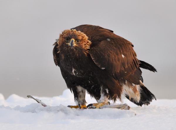 Wildlife Photography by Nikolai Zinoviev