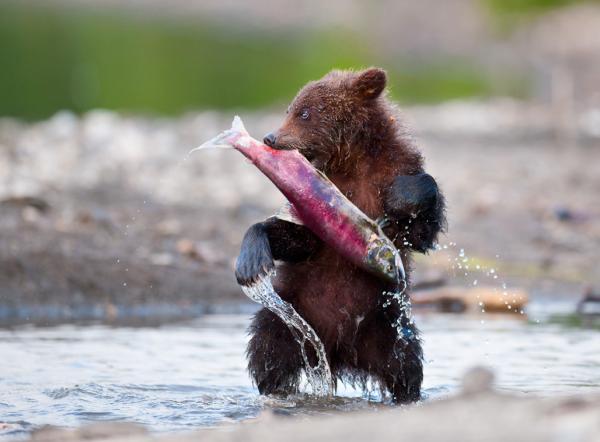 Wildlife Photography by Nikolai Zinoviev