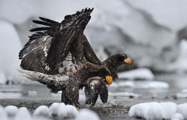 Wildlife Photography by Nikolai Zinoviev