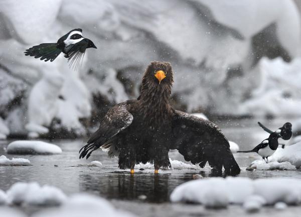Wildlife Photography by Nikolai Zinoviev