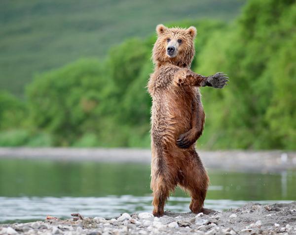 Wildlife Photography by Nikolai Zinoviev