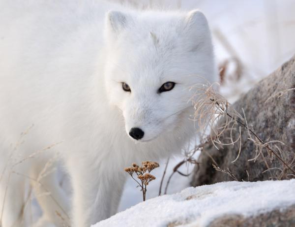 Wildlife Photography by Nikolai Zinoviev