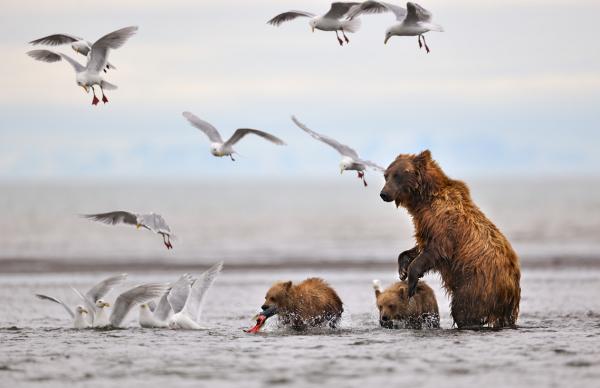 Wildlife Photography by Nikolai Zinoviev