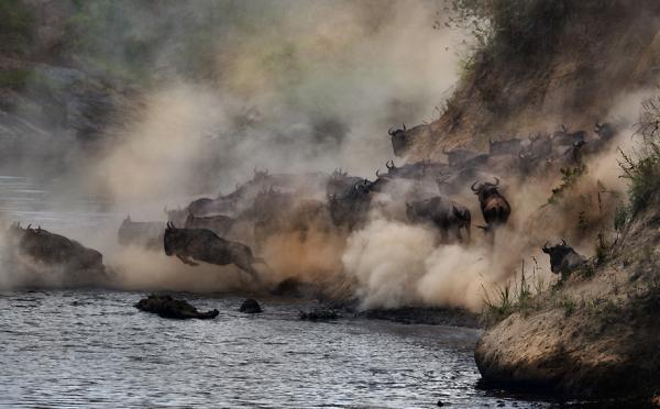Wildlife Photography by Nikolai Zinoviev