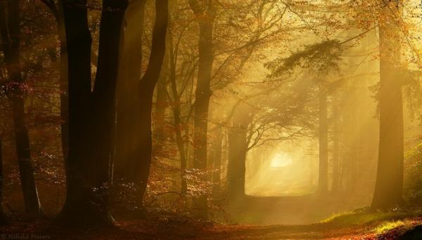 Forrest photography by Nelleke Pieters