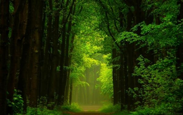 Forrest photography by Nelleke Pieters