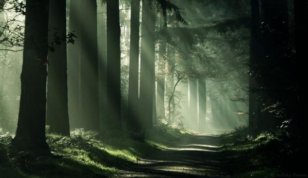 Forrest photography by Nelleke Pieters