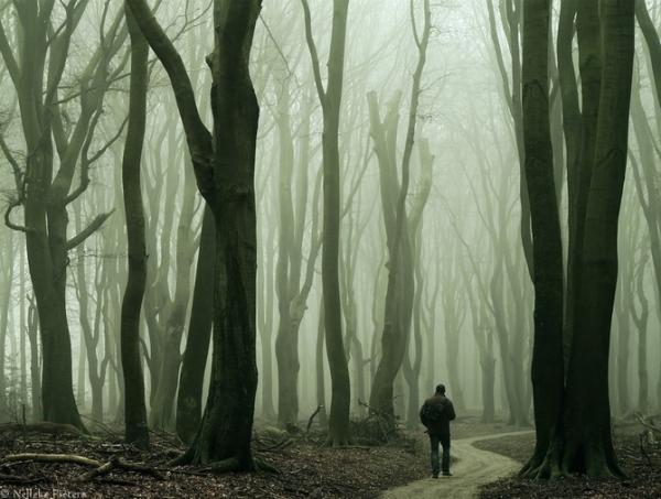 Forrest photography by Nelleke Pieters