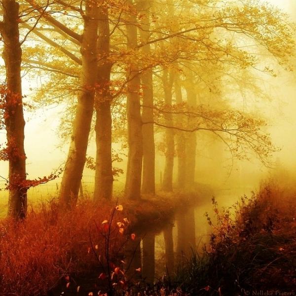 Forrest photography by Nelleke Pieters
