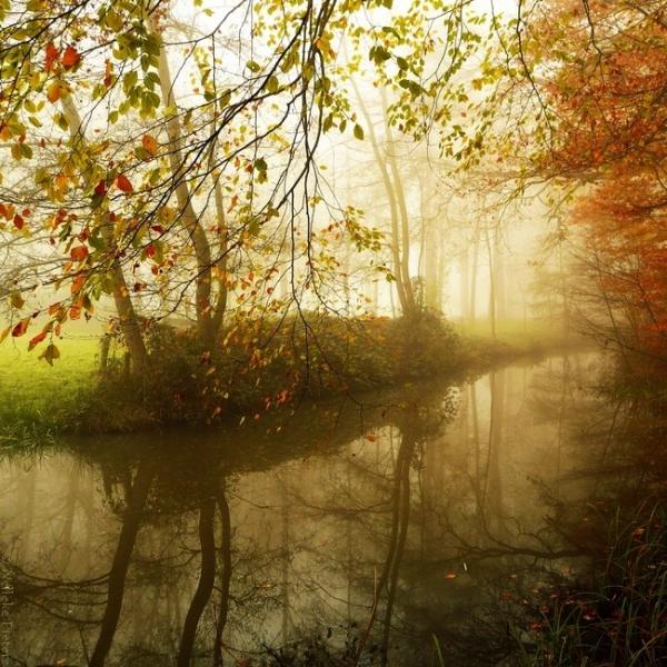 Forrest photography by Nelleke Pieters