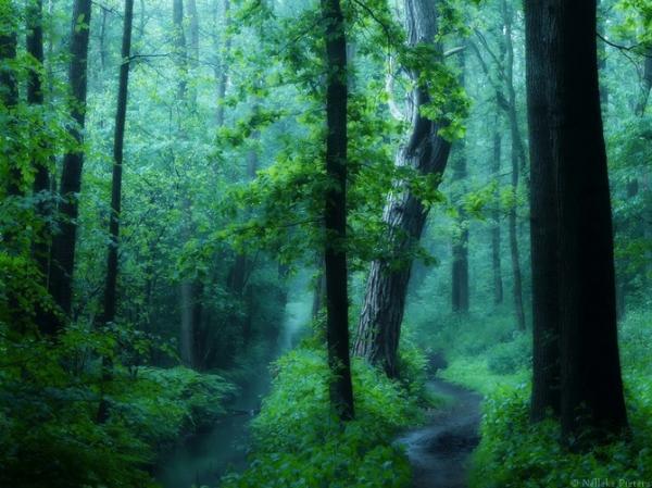 Forrest photography by Nelleke Pieters