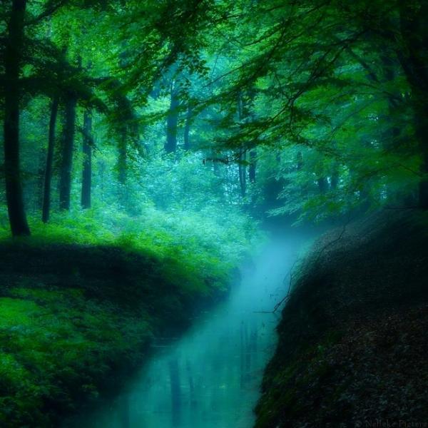 Forrest photography by Nelleke Pieters