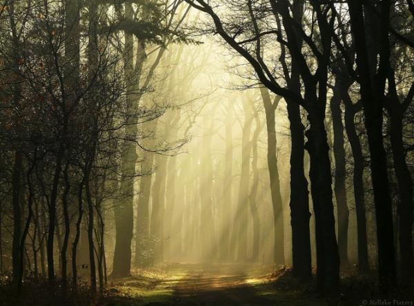 Forrest photography by Nelleke Pieters