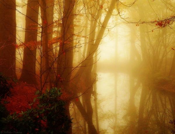 Forrest photography by Nelleke Pieters