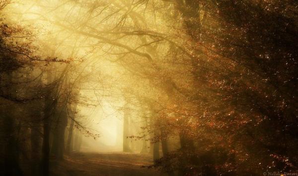 Forrest photography by Nelleke Pieters