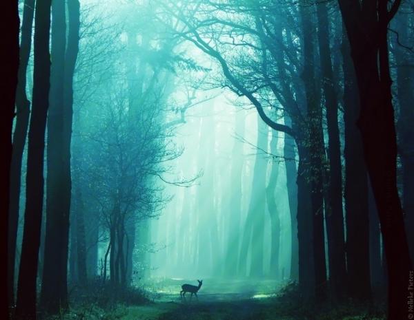 Forrest photography by Nelleke Pieters