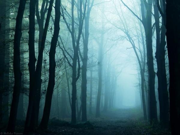 Forrest photography by Nelleke Pieters