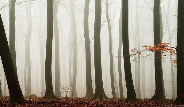 Forrest photography by Nelleke Pieters