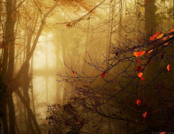 Forrest photography by Nelleke Pieters