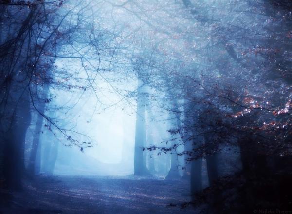 Forrest photography by Nelleke Pieters