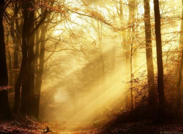 Forrest photography by Nelleke Pieters