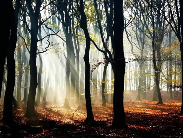 Forrest photography by Nelleke Pieters