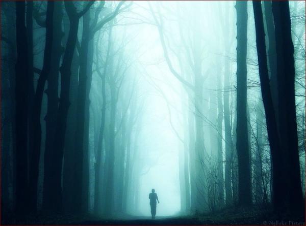 Forrest photography by Nelleke Pieters