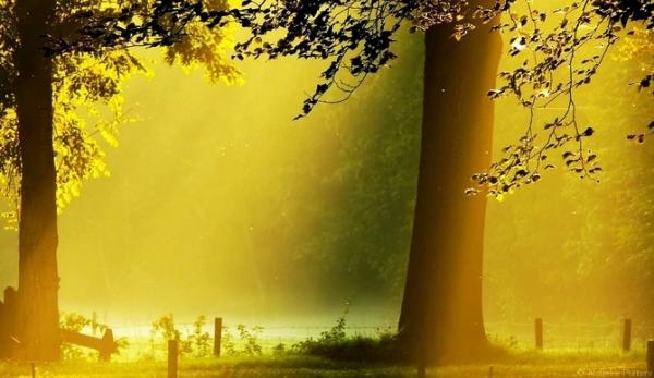 Forrest photography by Nelleke Pieters