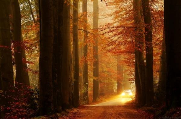 Forrest photography by Nelleke Pieters