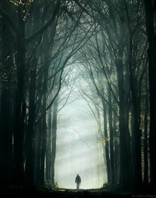 Forrest photography by Nelleke Pieters