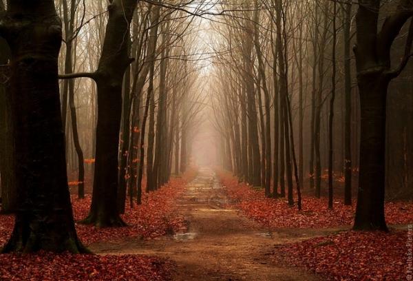 Forrest photography by Nelleke Pieters