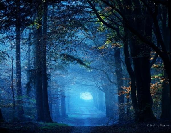 Forrest photography by Nelleke Pieters