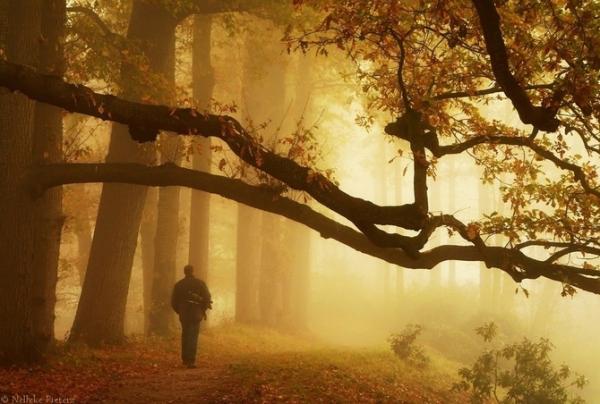 Forrest photography by Nelleke Pieters