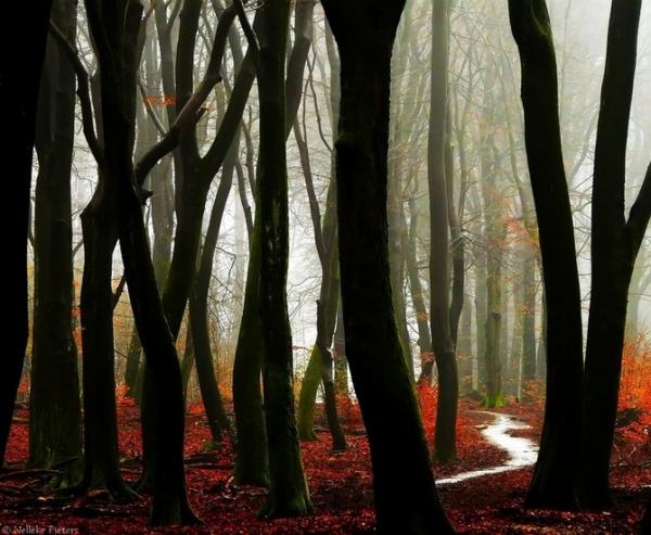 Forrest photography by Nelleke Pieters
