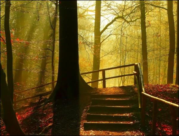 Forrest photography by Nelleke Pieters
