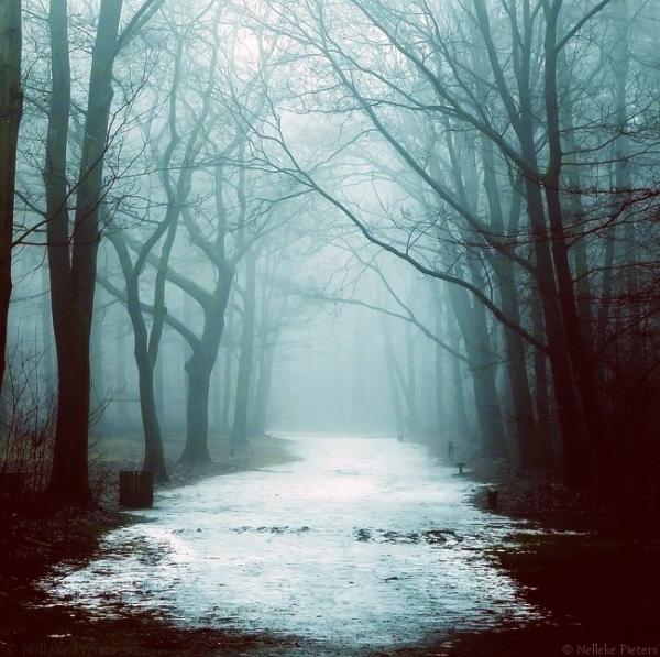 Forrest photography by Nelleke Pieters