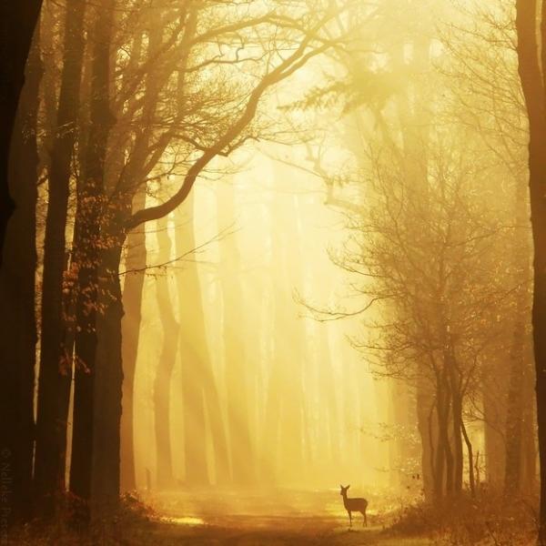 Forrest photography by Nelleke Pieters