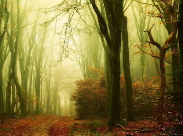 Forrest photography by Nelleke Pieters