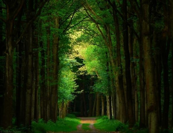 Forrest photography by Nelleke Pieters