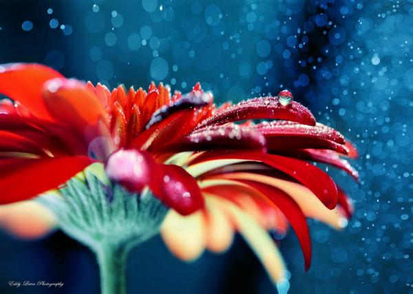 Photography by Eddy L